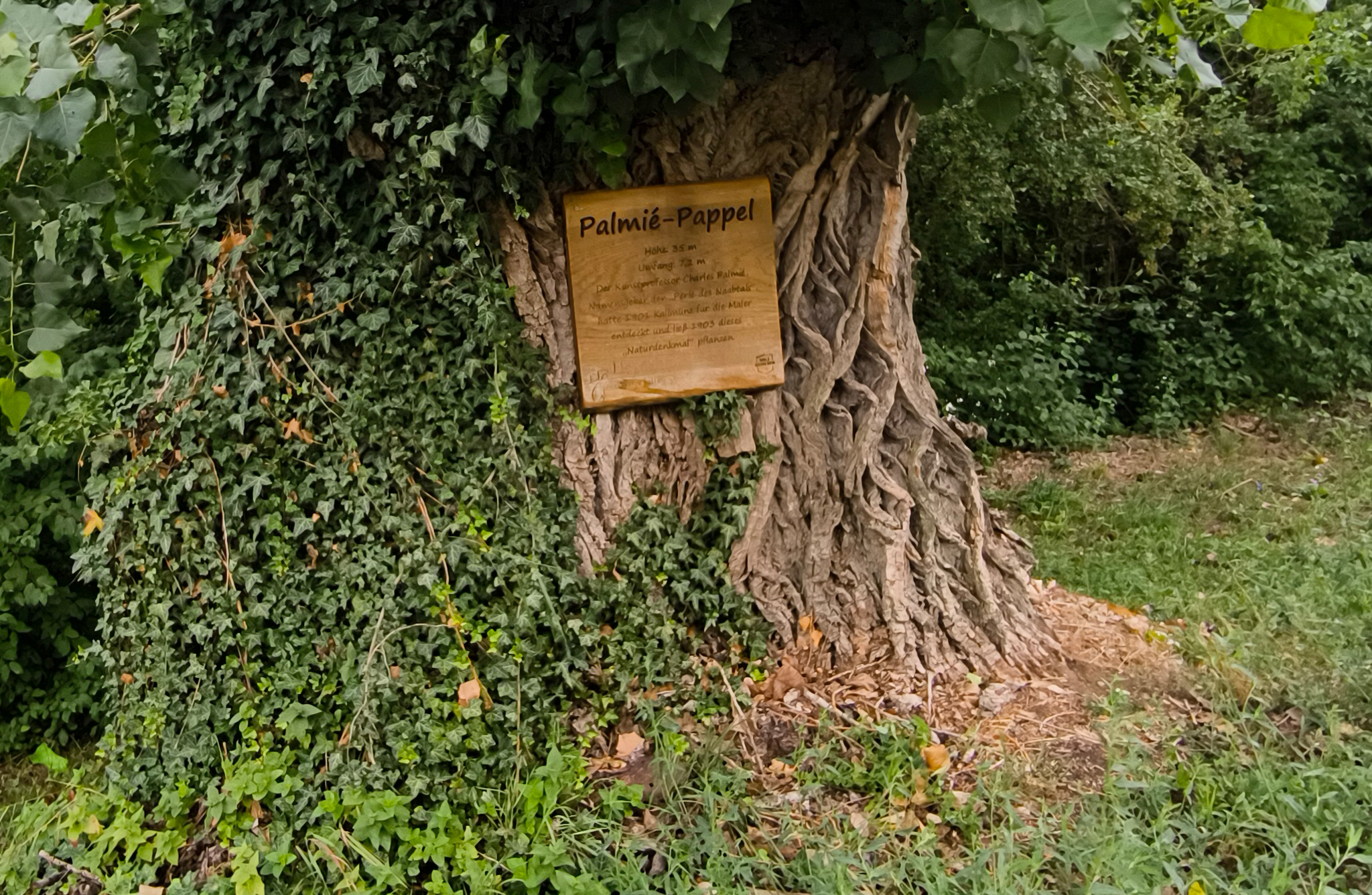 Palmié Pappel